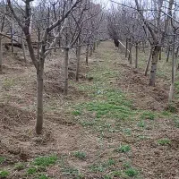 درخت یا نهال سیب سبز وقرمز