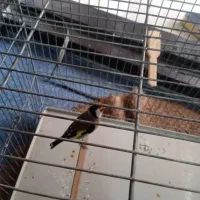 سهره دهن باغی