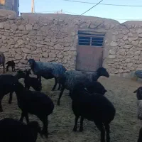 بره شیری دو روزه|حیوانات مزرعه|زرندیه, |دیوار