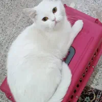 گربه ترکیش واسه جفت گیری