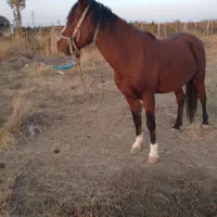 اسب ۴ساله نر