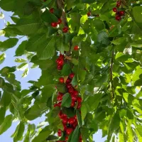 باغ ویلادرکوچه گرده پزی عباس آباد