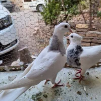 کفتر طوقی ماده|پرنده|تهران, مسگرآباد|دیوار