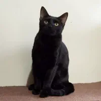 گربه عروسک گربه|گربه|همدان, |دیوار