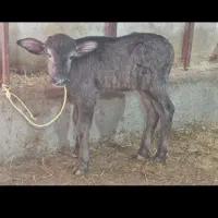 گوساله ماده گاومیش