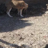 سگ نسل ماده زیبا سر پنجه دار ماده|سگ|باخزر, |دیوار