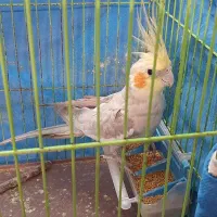 عروس هلندی نر|پرنده|شاهینشهر, عطار|دیوار