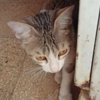 واگذاری گربه