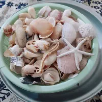 صدف گوش ماهی عتیقه نایاب عروس دریایی