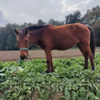 مادیان 7ماه شکم داره کرش هم 8ماهه|اسب و تجهیزات اسب‌سواری|گرگان, |دیوار