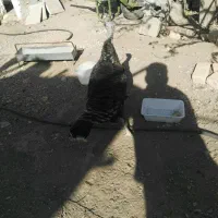 گلین لری خالص و بوقلمون مولد|حیوانات مزرعه|کرج, شهرک جهاننما|دیوار