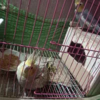 عروس هلندی|پرنده|کردکوی, |دیوار