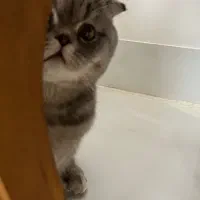 گربه|گربه|رفسنجان, |دیوار