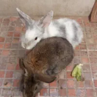 خرگوش نر|موش و خرگوش|مشهد, سید رضی|دیوار