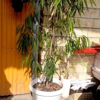 بنجامین آمستل بزرگ مناسب ادارات