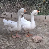 قو غاز  نر لیندا و اردک طوسی