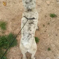 سگ دوم کوتاه