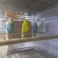 مرغ عشق انگلیسی