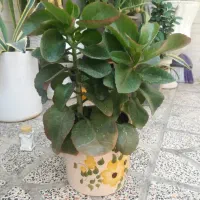 گل قاشقی