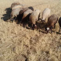 ۲۰راس گوسفند داشتی ابستن