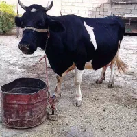 فروش گاو شیری وگوساله نر