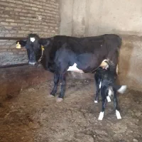 گاو و گوساله|حیوانات مزرعه|تبریز, |دیوار