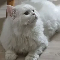 گربه پرشین کلاسیک گمشده در دروازه ماکو در خوی