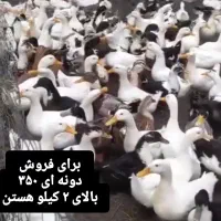فروش اردک(کلی و تکی)