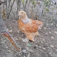 فروش مرغ و جوجه برهما و سسار،،و دستگاه جوجه کشی|حیوانات مزرعه|مشگین شهر, |دیوار