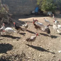 فروش بوقلمون