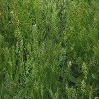 فروش درخت و چوب خشک