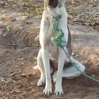 واگذاری ماده8ماهه گلهای نگهبان نسلکشی درجه یک|سگ|تبریز, |دیوار