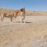 توله‌‌اصیل