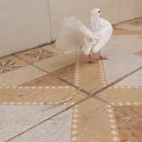 سفید دم چتری|پرنده|رامهرمز, |دیوار