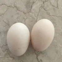 تخم مرغابی