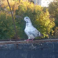 کبوتر پرشی|پرنده|قائم‌شهر, |دیوار