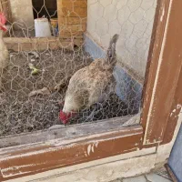 مرغ تخم گذار