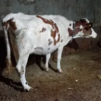 گاو و گوساله نر مونتبیلیارد