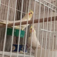 عروس هلندی جفت ۶ تخمه