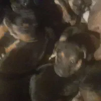 واگذاری ژرمن