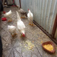 مرغ وخروس