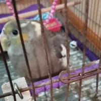 عروس هلندی فول دستی|پرنده|رامیان, |دیوار