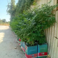 نهال زیتون تلخ وشمشادطلایی|خدمات باغبانی و درختکاری|هشتگرد, ینگی امام|دیوار