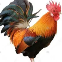 4عدد خروس