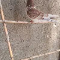 کفترتک پر|پرنده|مینودشت, |دیوار