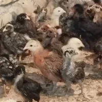 جوجه محلی