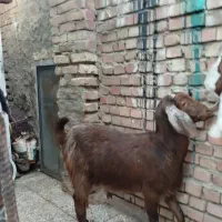 ۳عدد کره با یه بره حامله