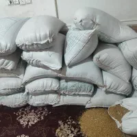 گندم