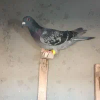 کفتر|پرنده|مشهد, پنجتن|دیوار