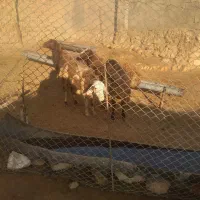 شیشک میش بره نر ماده|حیوانات مزرعه|کوهدشت, |دیوار